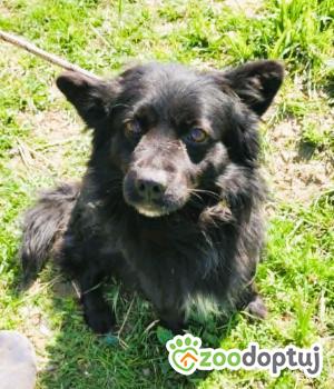 Do adopcji Łódź