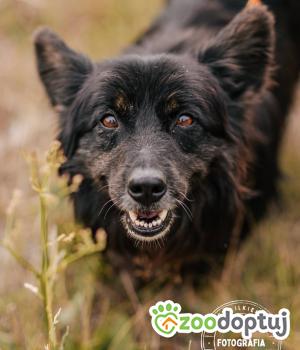 Do adopcji Głogów