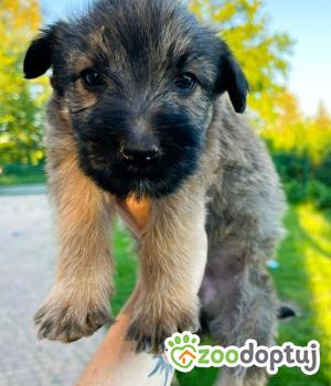 Do adopcji Wieluń