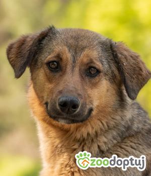 Do adopcji Warszawa