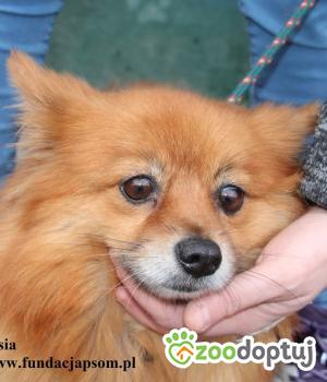 Do adopcji Nowy Dwór Mazowiecki