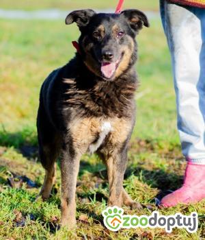 Do adopcji Warszawa