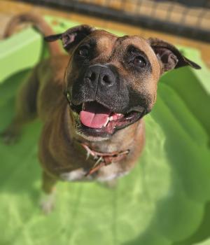 Do adopcji Stalowa Wola