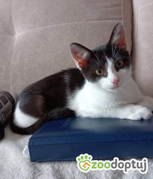 Do adopcji Rybnik