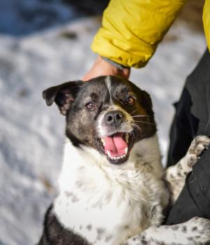 Do adopcji Białobrzegi