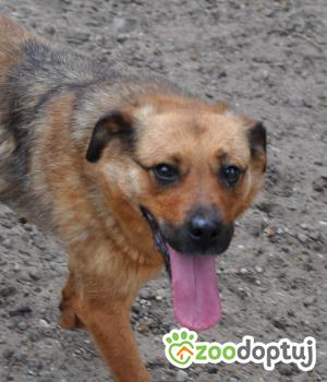 Do adopcji Nowy Dwór Mazowiecki
