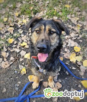Do adopcji Głogów