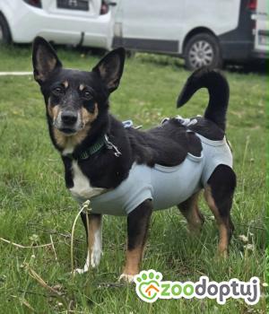 Do adopcji Zgierz