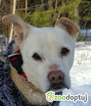 Do adopcji Warszawa