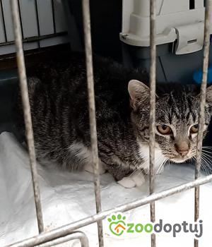 Do adopcji Rybnik