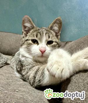 Do adopcji Radziejów