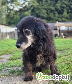 Do adopcji Zgierz