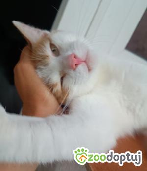 Do adopcji Cieszyn