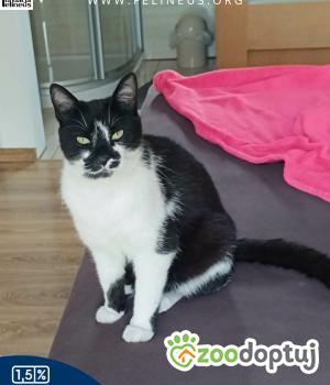 Do adopcji Rzeszów