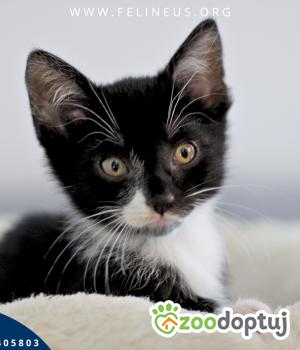 Do adopcji Rzeszów