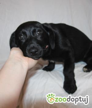 Do adopcji Nowy Dwór Mazowiecki