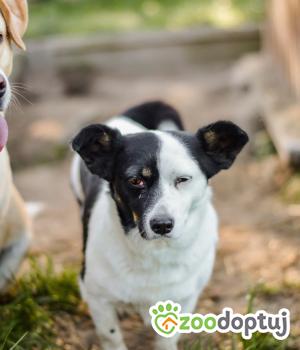 Do adopcji Radom