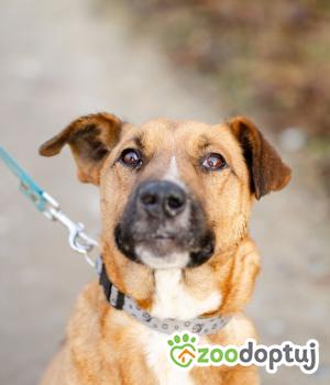 Do adopcji Warszawa