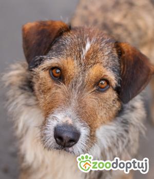 Do adopcji Warszawa