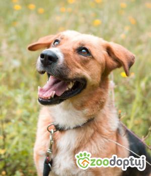 Do adopcji Sompolno