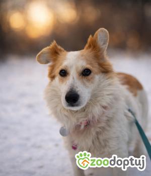 Do adopcji Warszawa