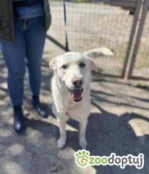 Do adopcji Warszawa