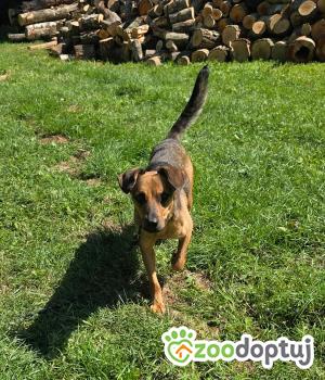 Do adopcji Zgierz