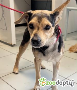 Do adopcji Zgierz