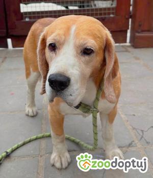 Do adopcji Zgierz