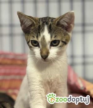 Do adopcji Zgierz