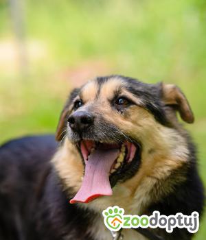 Do adopcji Mielec
