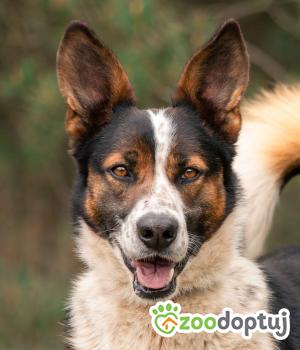 Do adopcji Sompolno