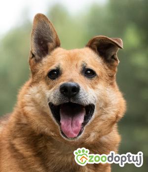 Do adopcji Warszawa