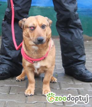 Do adopcji Nowy Dwór Mazowiecki