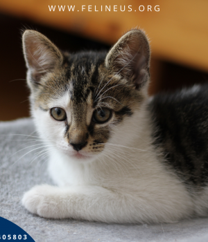 Do adopcji Rzeszów