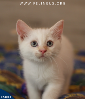 Do adopcji Rzeszów