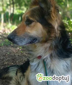 Do adopcji Zgierz