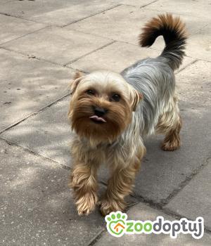 Do adopcji Warszawa