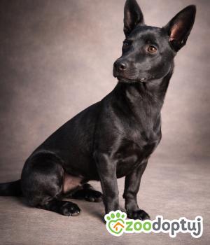 Do adopcji Nowy Tomyśl