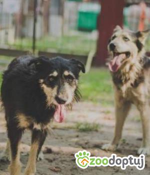 Do adopcji Milanówek