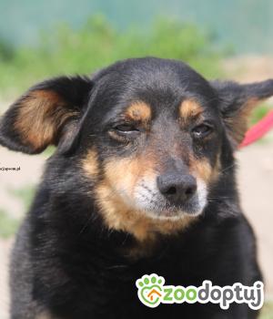 Do adopcji Nowy Dwór Mazowiecki