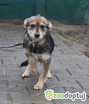 Do adopcji Nowy Dwór Mazowiecki