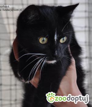Do adopcji Nowy Dwór Mazowiecki