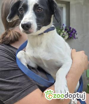 Do adopcji Zgierz