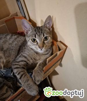 Do adopcji Warszawa