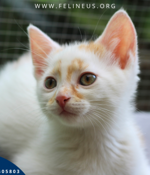 Do adopcji Rzeszów