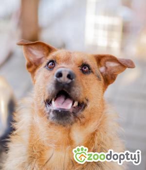 Do adopcji Warszawa