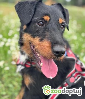 Do adopcji Stalowa Wola