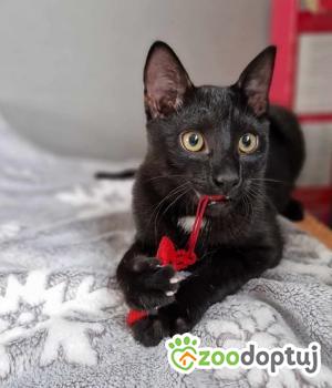 Do adopcji Toruń