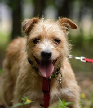 Do adopcji Warszawa